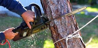 How Our Tree Care Process Works  in Geneva, NY